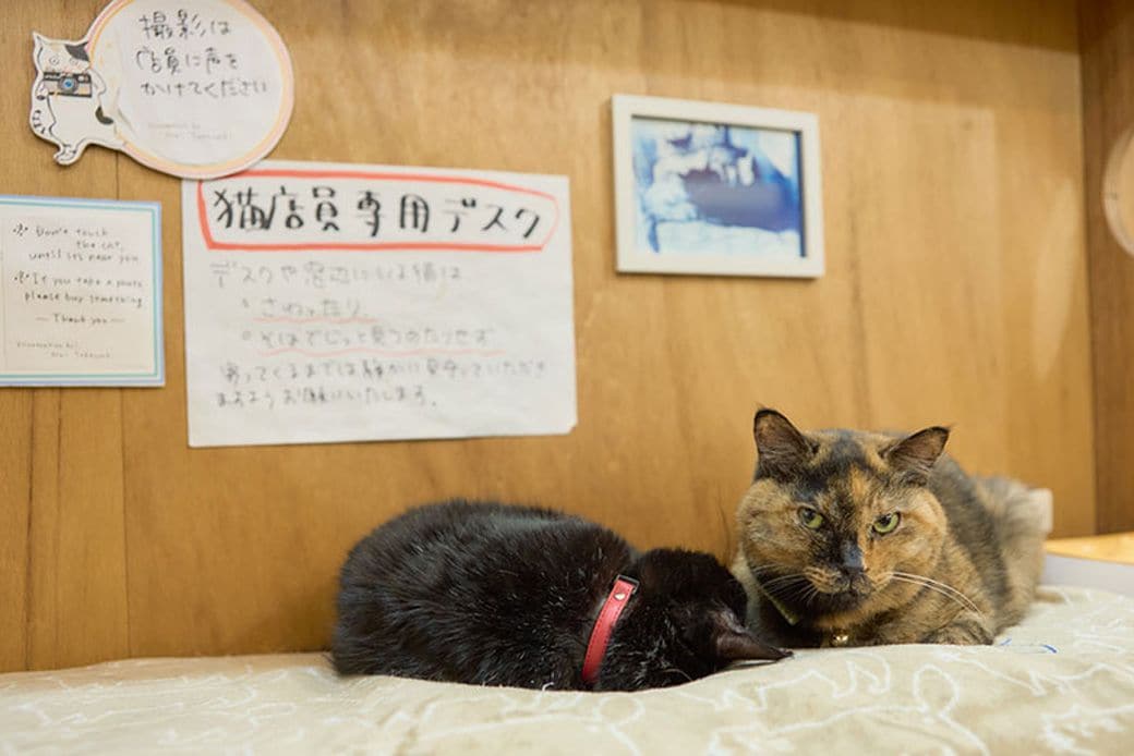 本棚の一部が「猫店員専用デスク」に。撮影時には店主に一声かけるのがルール（写真撮影：小原聡太）