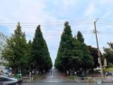 慶応大学日吉キャンパスのイチョウ並木（筆者撮影）