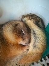 仲良く眠る牡丹ちゃんと南天ちゃん（写真提供：まる子さん）