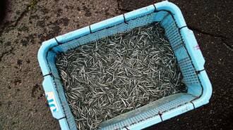 日本の魚を壊滅的に減らした"真犯人"の正体