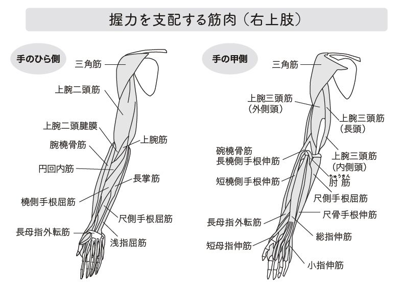 握力を支配する筋肉