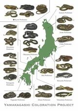 ヤマカガシ