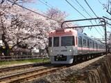 満開の桜と桜色の電車（撮影：南正時）