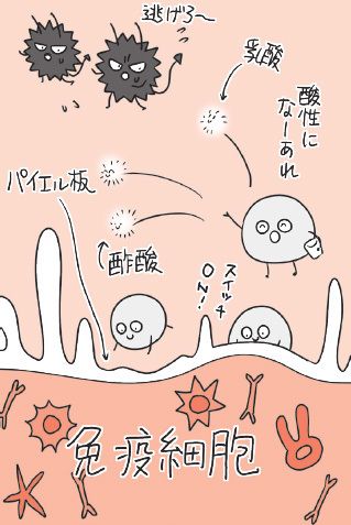 画像 | ｢ヨーグルト腸活｣はもう古い!?…10万人の腸を診た専門医が警告する｢乳酸菌の摂り方｣の残念な真実 3ページ目 | ライフ | 東洋