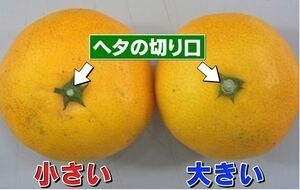 1本1000円のみかんジュースを売りまくる男 食品 東洋経済オンライン 社会をよくする経済ニュース