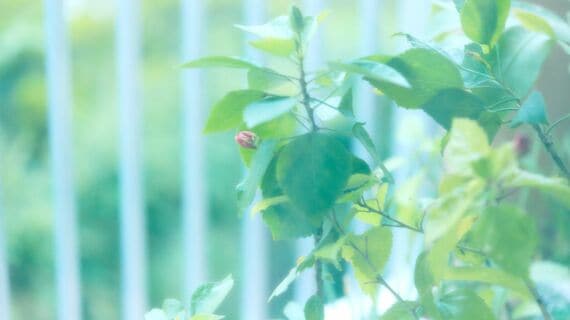 ベランダのガーデニング