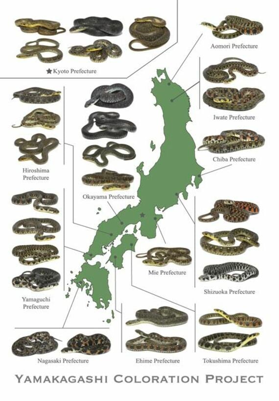 ヤマカガシ