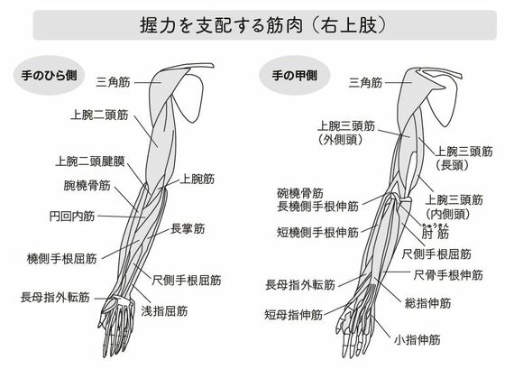 握力を支配する筋肉