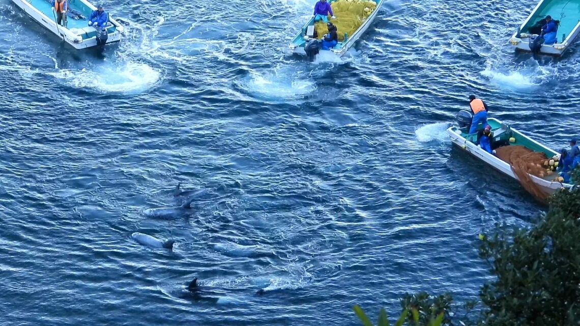 2021年12月2日、18頭のハナゴンドウが入江に追い込まれた（＠Life Investigation Agency/Dolphin Project）
