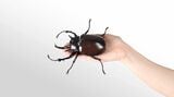 カブトムシのガシャポン
