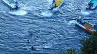 ｢水族館の人気者｣イルカが迎える恐ろしい結末 太地町のイルカ猟を毎日記録してわかったこと
