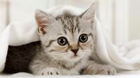 ｢猫を飼うと結婚できない｣説は本当か徹底検証 既婚者は｢猫よりも犬好き｣のほうが多い！？