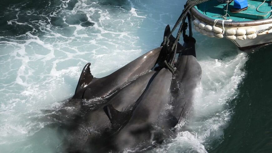 水族館用に選ばれなかったイルカは屠殺され食肉加工される。（＠Life Investigation Agency/Dolphin Project）