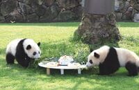 双子パンダ｢5組｣も育てた和歌山の施設の凄み 17頭がアドベンチャーワールドで生まれ育った