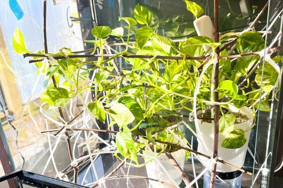 山村さんのカメレオンのケージ