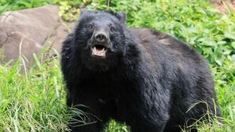 クマ出没ルート AIで特定!「猟友会頼み」の限界打破
