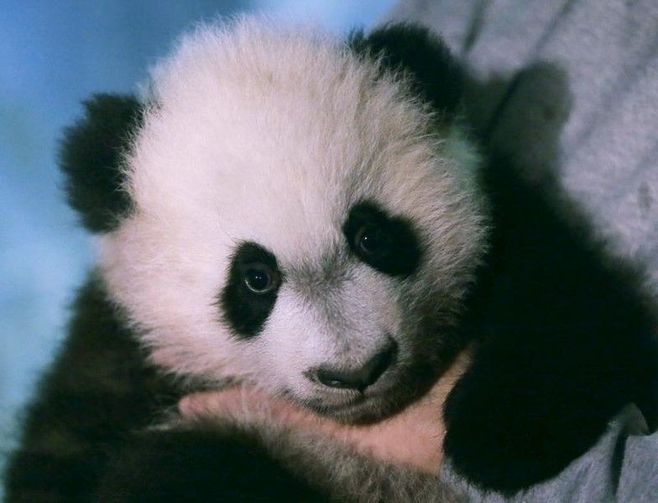 米国の動物園､赤ちゃんパンダを一般公開