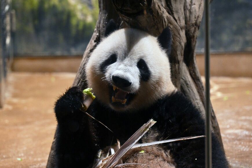 シャオシャオ。2024年6月21日撮影（写真：高氏さん提供）