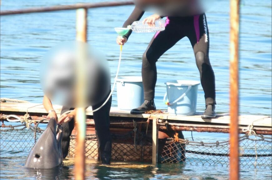 飼育されるイルカは水分不足に陥りやすく、ホースで胃に直接水分を注入されることも（＠Life Investigation Agency/Dolphin Project）