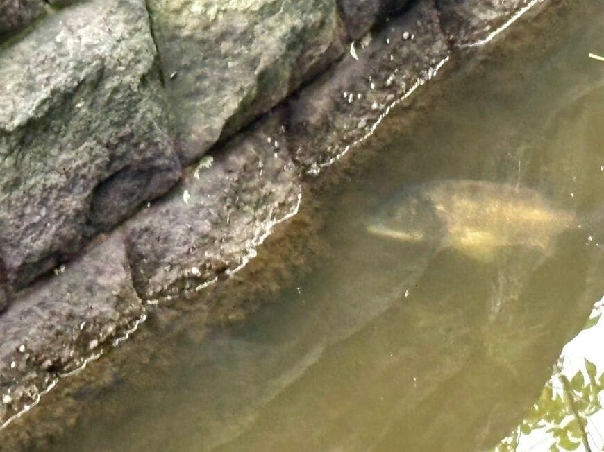 浜離宮恩賜庭園の潮入りの池につながる水路にいたクロダイ