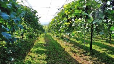 岩の原葡萄園（写真：岩の原葡萄園公式HPより）