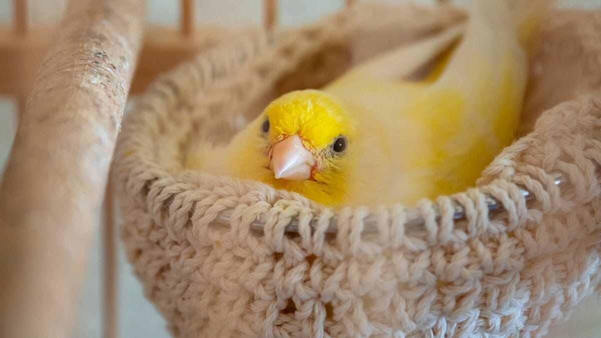 Blossom scene draws on a Meiji-era bird craze