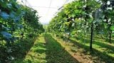 岩の原葡萄園（写真：岩の原葡萄園公式HPより）