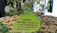 ブームから四半世紀､杜仲茶から意外な展開 日立造船が続けたバイオ研究の開花近づく