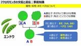 ブログ内でメンデルの遺伝の法則によってフクロモモンガのカラーを解説するひろさん。飼育にもエビデンスを重視している（写真提供：ひろさん）