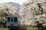 満開の桜の下を走る樽見鉄道の列車（撮影：南正時）