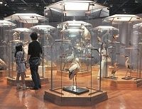 大学博物館という至福−−静かに進む東大の試み