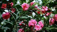 ｢死に至る猛毒植物｣小学校で植栽されている理由