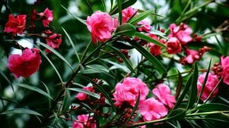 ｢死に至る猛毒植物｣小学校で植栽されている理由