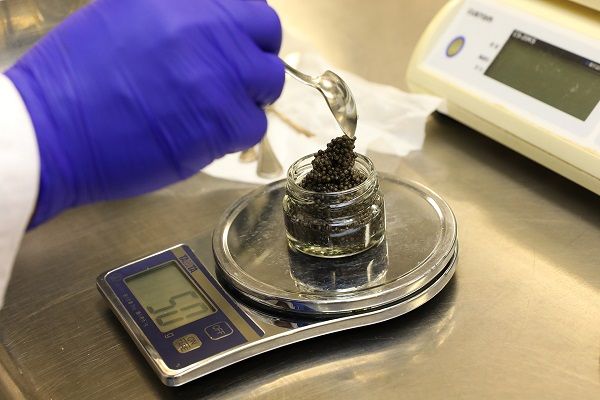 キャビア作りの様子（写真：東武ホテルマネジメント提供）