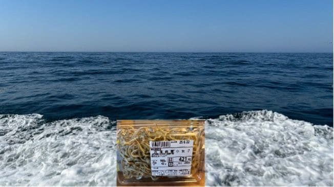 海とイカナゴ（写真：筆者提供）