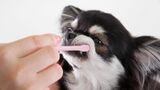 2歳以上の成犬の約8割、1歳未満の小型犬の約9割が「歯周病」を患っているといいます