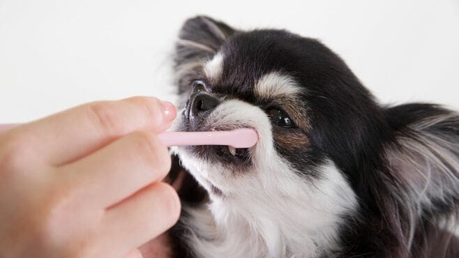 小型犬に多い｢犬の歯周病｣飼い主に伝えたい基本