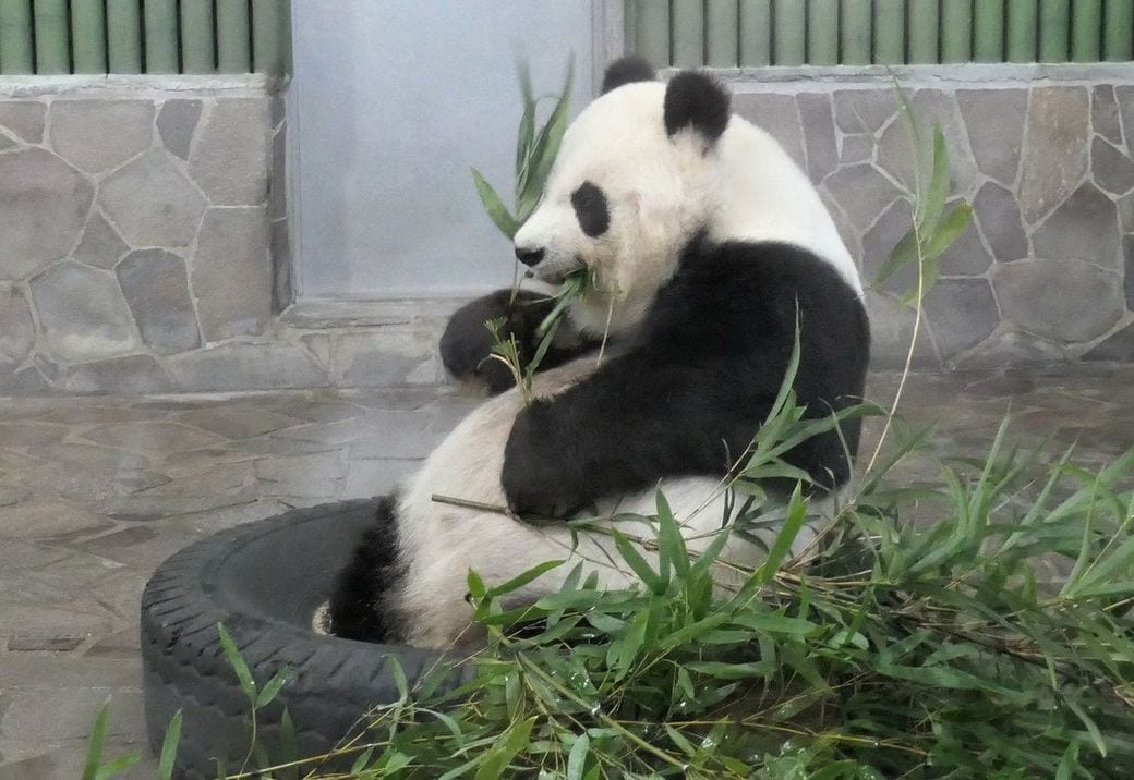 双子の名前発表はもうすぐ パンダ の命名事情 東洋経済オンライン 深読み 読売新聞オンライン