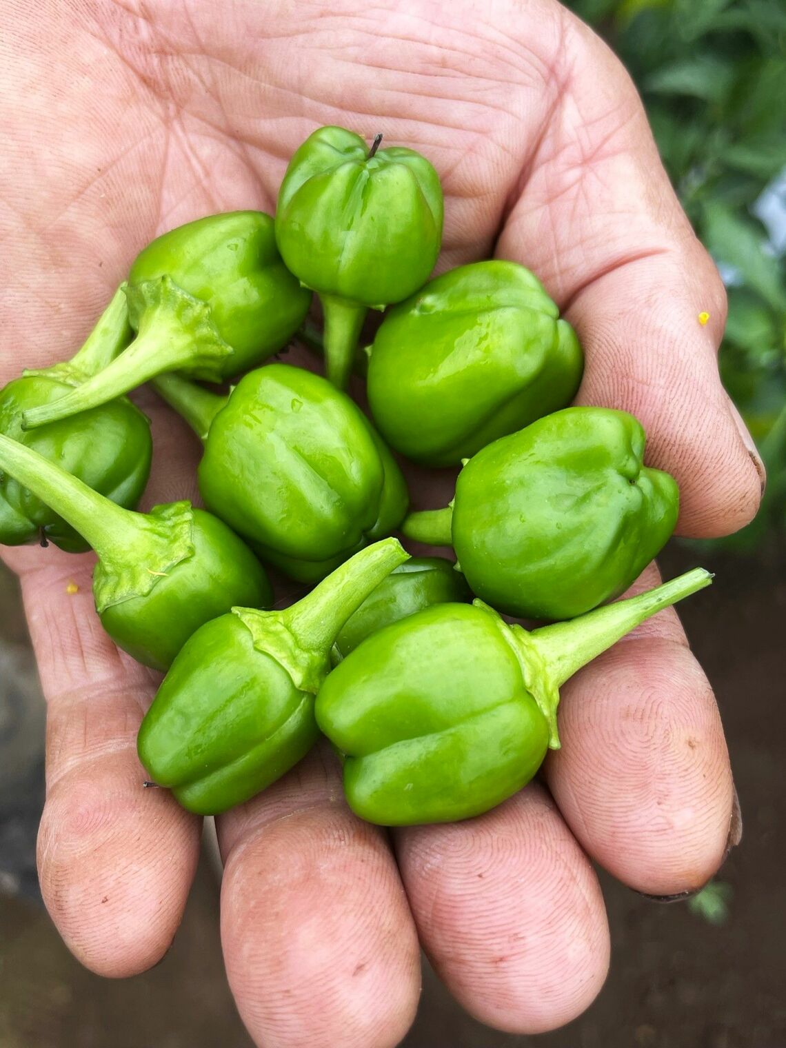 通常は全長10cmほどで収穫するパプリカを、浅野は10円玉サイズで出荷（写真：筆者提供）