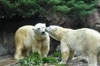 ホッキョクグマのジャンブイとツヨシ