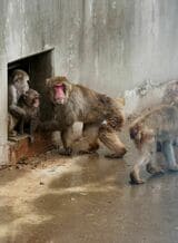 市川市動植物園　パンチくん