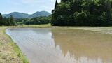 筆者がクマに会った秋田県鹿角市の水田