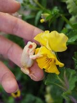 （写真提供：ぴよさん）