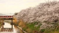 ｢この先の桜がきれいなんですよ｣　501キロ･286駅･日本最大私鉄｢近鉄｣の社員が口にする言葉に見る"人間味と強さ"