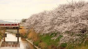 ｢この先の桜がきれいなんですよ｣　501キロ･286駅･日本最大私鉄｢近鉄｣の社員が口にする言葉に見る"人間味と強さ"