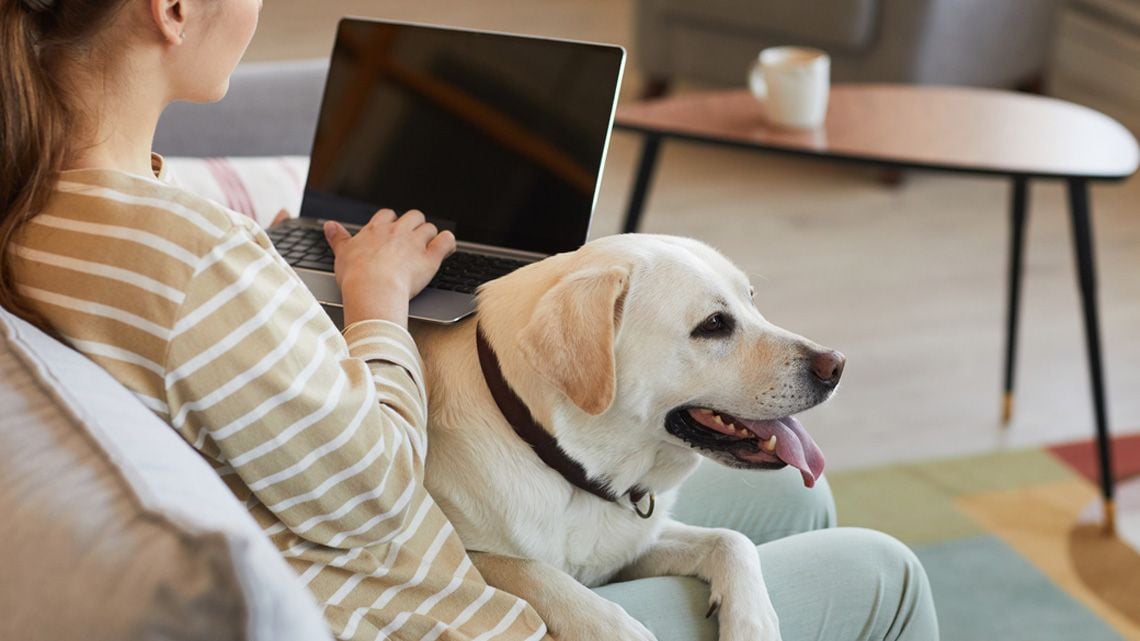 膝に犬をのせてノートパソコンで仕事をする女性