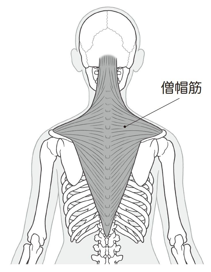 （出所：『首の痛み・コリ・しびれ 自力でできるリセット法』より）