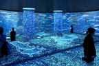 水族館は映像技術を生かし、幻想的な演出をする