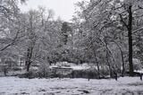 石神井公園。取材時、雪をまとった針葉樹は、まるで北欧の風景のようだった（写真：筆者撮影）