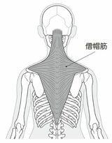 （出所：『首の痛み・コリ・しびれ 自力でできるリセット法』より）